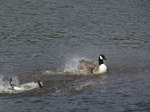 SX03587 Bathing Canada geese (Branta Canadensis).jpg